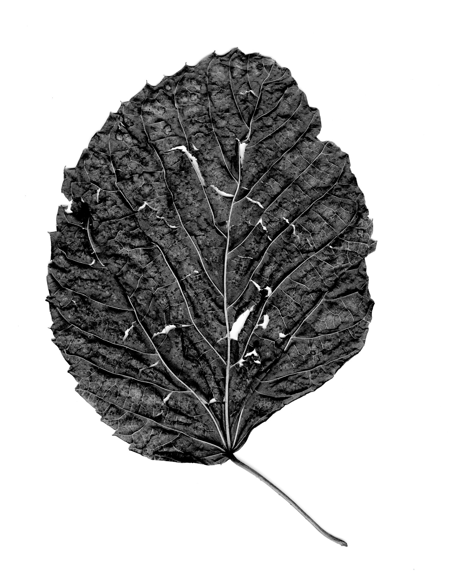 An image of a leaf on a white background
